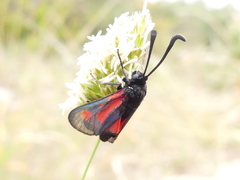 Zygaena punctum