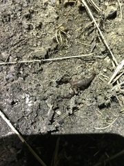 Pseudouroctonus brysoni