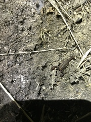 Pseudouroctonus brysoni