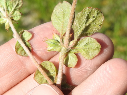 Image of Shining Damascisa (Glinus radiatus) by (c) Sam Kieschnick, some rights reserved (CC BY)