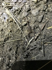 Pseudouroctonus brysoni