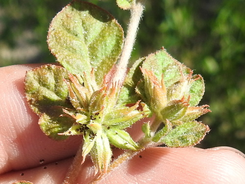 Image of Shining Damascisa (Glinus radiatus) by (c) Sam Kieschnick, some rights reserved (CC BY)