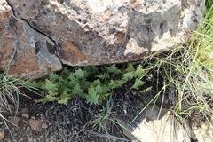 Cheilanthes eckloniana