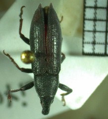 Lixus acicularis