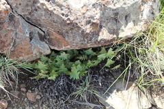 Cheilanthes eckloniana