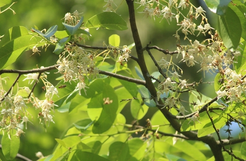 Anthoshorea roxburghii