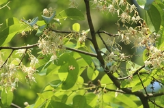 Anthoshorea roxburghii