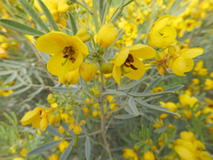 Senna alexandrina