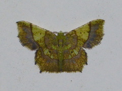 Neagathia corruptata