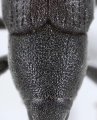 Lixus acicularis