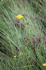 Helichrysum umbraculigerum