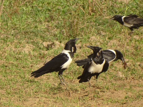 Pied Crow