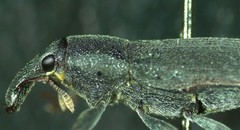 Lixus acicularis