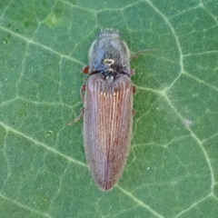 Hemicrepidius decoloratus