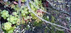 Crassula orbicularis