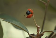 Kamala (Mallotus philippensis)