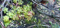Crassula orbicularis