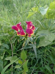 Gloriosa superba