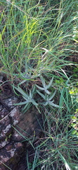 Cotyledon orbiculata