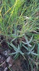 Cotyledon orbiculata