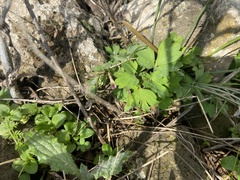 Corydalis triternata
