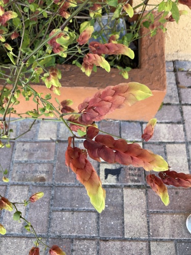 Justicia brandegeeana image