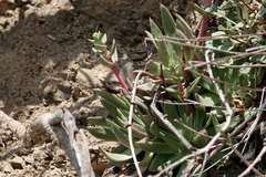 Dudleya caespitosa
