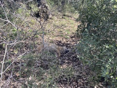 Canis aureus syriacus