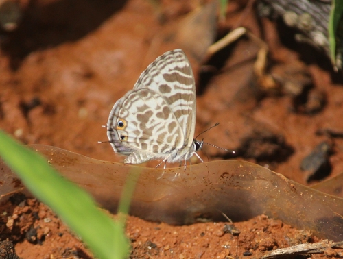 Zebra Blue photo 5