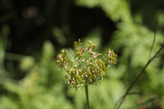 Chaerophyllum rubellum