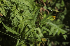 Chaerophyllum rubellum