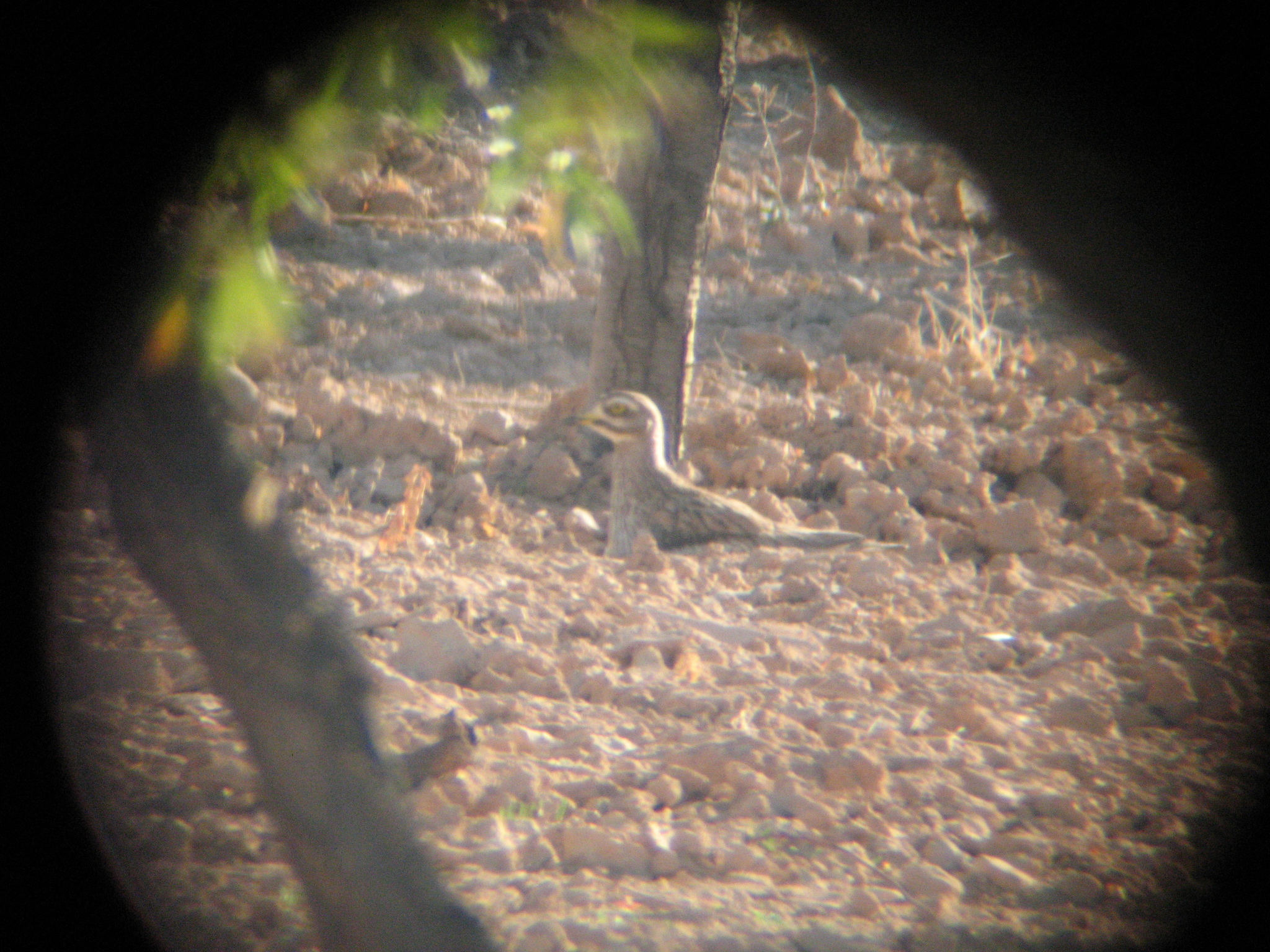 Eurasian Stone-curlew