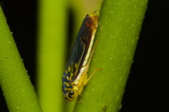 Dilobopterus costalimai