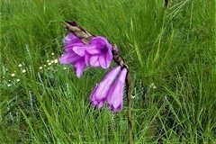 Watsonia densiflora
