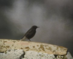 Oenanthe leucura