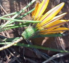 Gazania linearis linearis