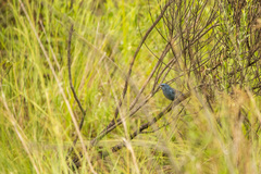 Cyanoloxia glaucocaerulea