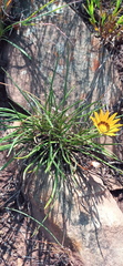 Gazania linearis linearis