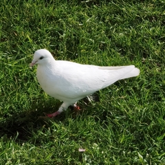 Columba livia domestica