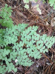 Adiantum andicola