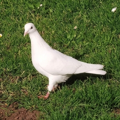 Columba livia domestica