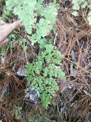 Adiantum andicola