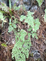 Adiantum andicola