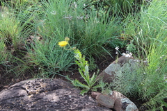 Berkheya discolor