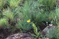 Berkheya discolor