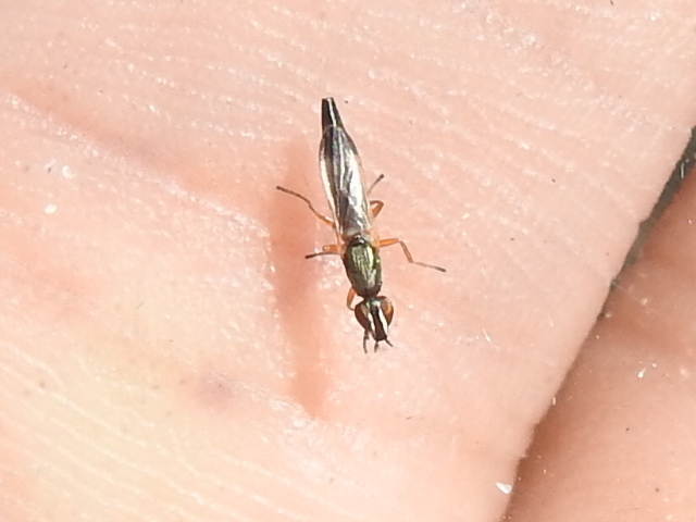 Eumetopiella rufipes