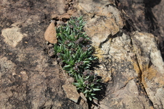 Bergeranthus katbergensis