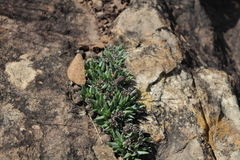 Bergeranthus katbergensis