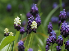 Muscari commutatum