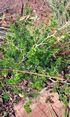 Asparagus laricinus